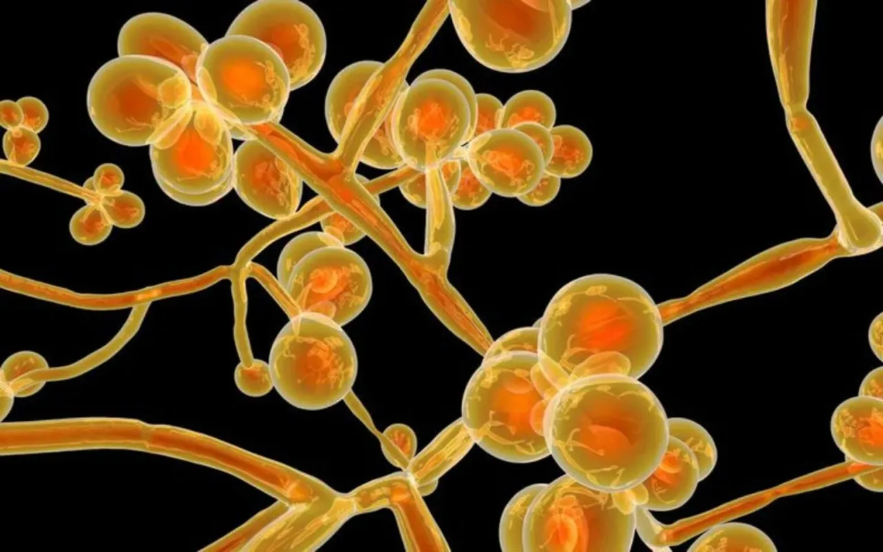 Candida Auris: Küresel Sağlığı Tehdit Eden Gizli Tehlike